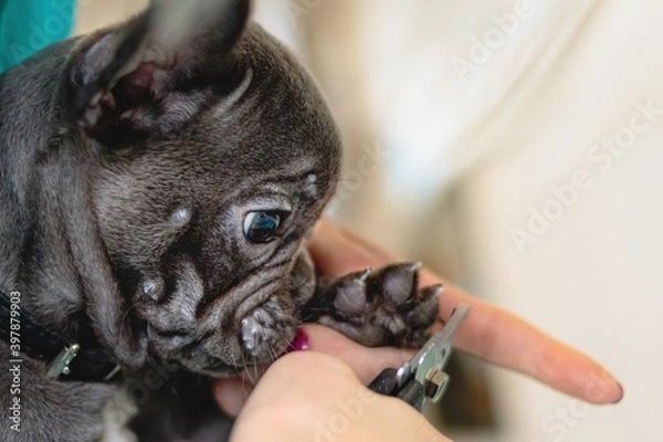 Obraz Dog getting nails cut with scissors at grooming salon