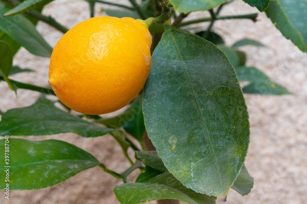 Fototapeta Closeup of a small lemon with a green leaf with some cobweb from a small lemon tree