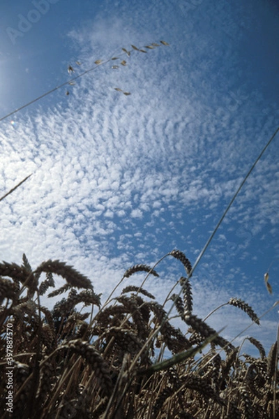 Fototapeta Getreidefeld