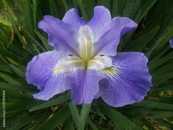 Obraz Louisiana Iris centered, blue