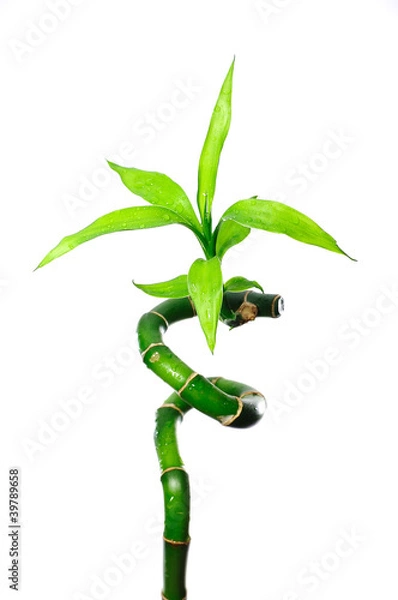 Obraz Бамбук изолировано на белом