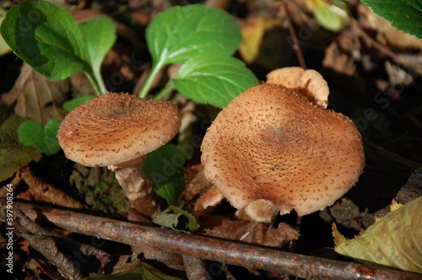 Obraz mushrooms in the forest