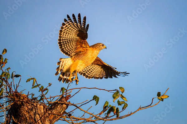Fototapeta Red shouldered hawk takes off