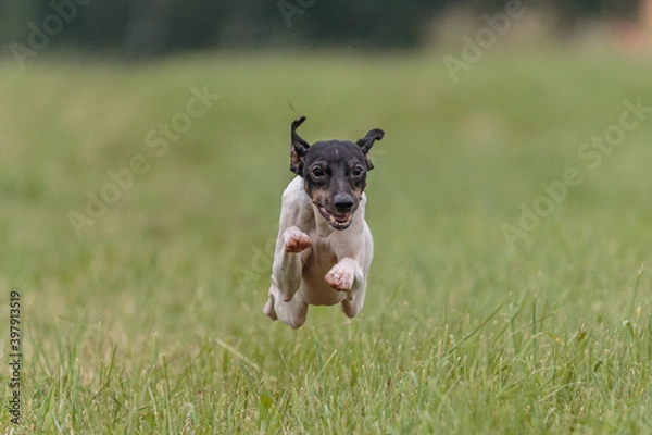 Obraz Flying Japanese terrier in the field on lure coursing competition