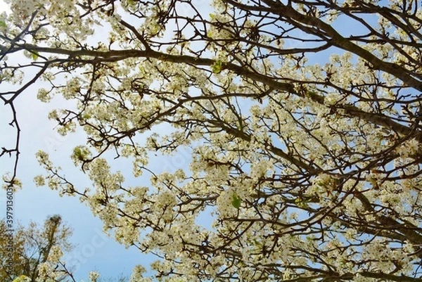 Fototapeta blossoming pear tree in spring