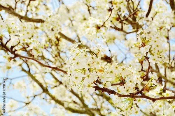Obraz spring blossom tree