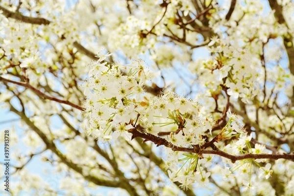 Obraz blossom in spring