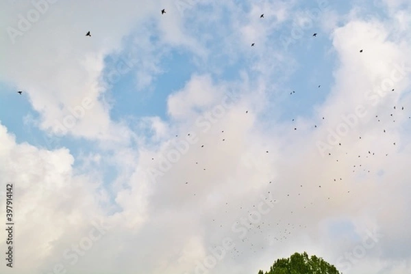 Obraz clouds in the sky with birds