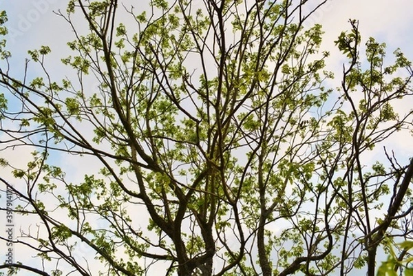 Obraz branches against sky