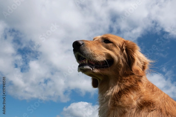 Obraz golden retriever dog