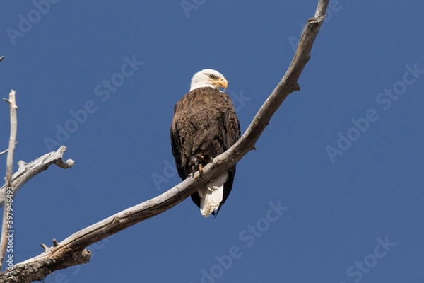 Obraz Idaho Bald Eagle II