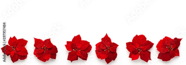Fototapeta Artificial red velvet Christmas flowers Poinsettia banner with beautiful sequins in the center spinning around its axis isolated on white background from above. Flat lay holidays with copy space