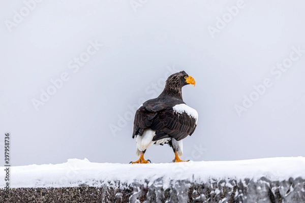 Fototapeta スタンスをとるオオワシ