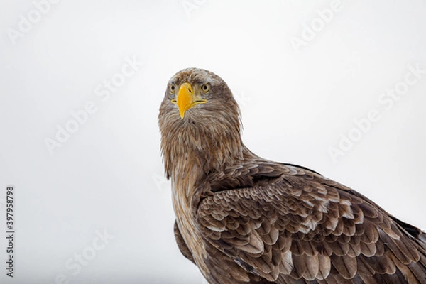 Obraz 正面から見たオジロワシ