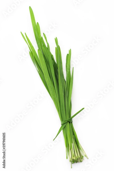 Fototapeta A bundle of green wheatgrass for  wheat grass juice making isolated on white background. 