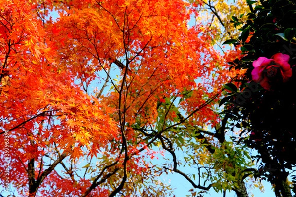 Fototapeta 波打つ枝に咲くオレンジ色の紅葉