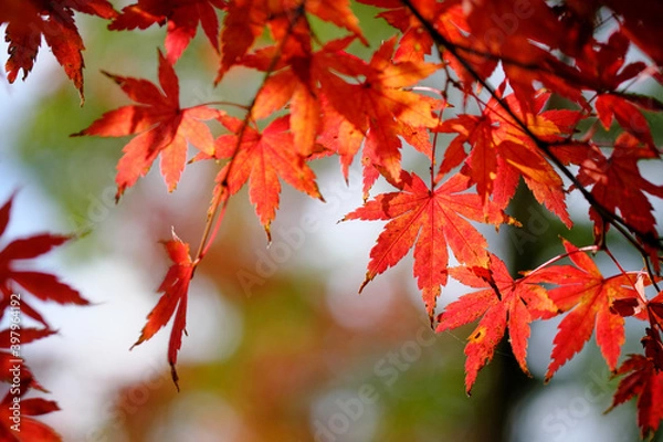 Fototapeta 背景ボケも美しい紅葉の葉