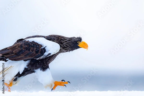 Obraz 走るオオワシ