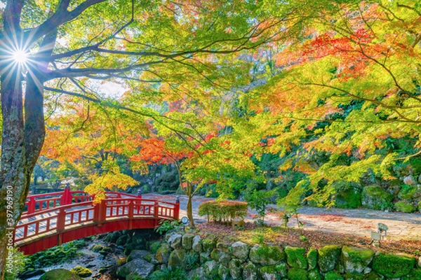 Fototapeta 静岡県熱海市　早朝の熱海梅園の紅葉　もみじ祭り