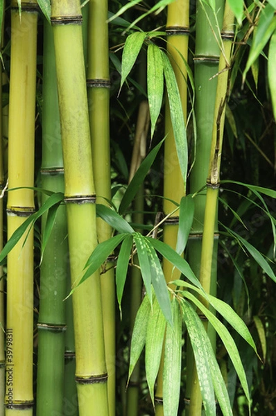 Obraz Bamboo forest