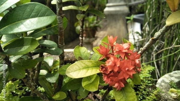 Obraz red and yellow