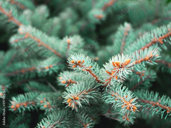 Fototapeta Beautiful evergreen blue spruce branches as a christmas background, close up with a shallow focus.