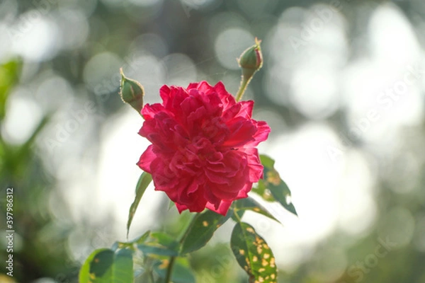 Obraz Rose flower background. Colorful roses flower.