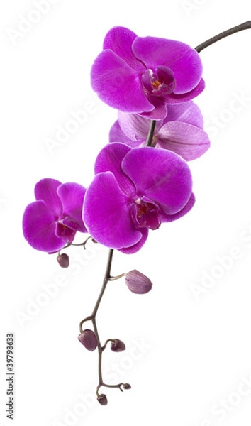 Obraz purple orchid