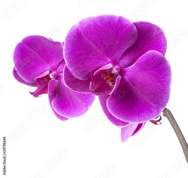 Obraz purple orchid