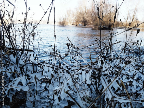 Fototapeta ice-covered plants by the river, first frosts