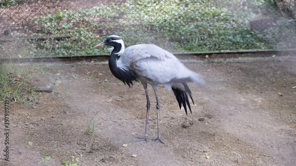 Obraz Grus virgo. Сrane