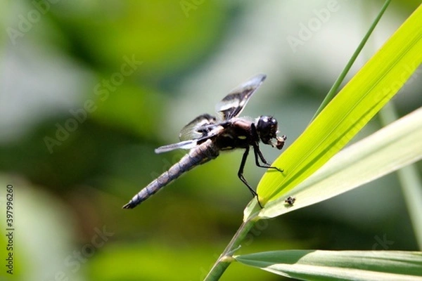 Obraz dragonfly on a leaf