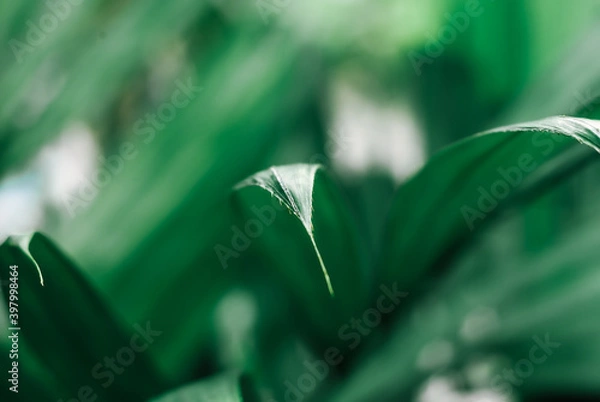 Obraz dew on the grass