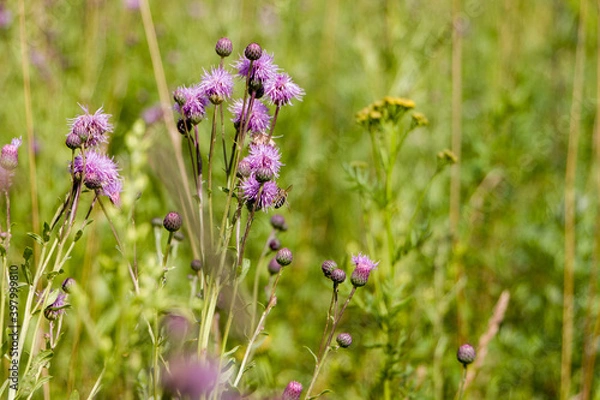 Fototapeta Arctium is a genus of biennial plants commonly known as burdock, family Asteraceae. Native to Europe and Asia, several species have been widely introduced worldwide.