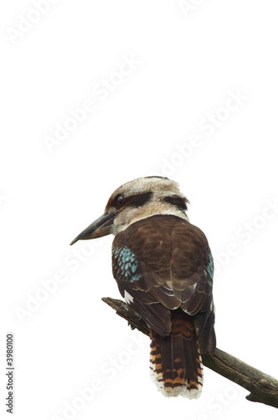 Obraz Kookaburra