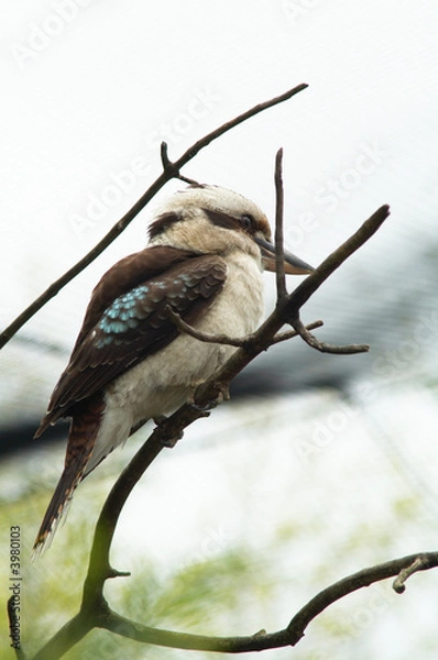 Obraz Kookaburra