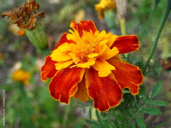 Fototapeta Macro mode. Large orange-red flower close-up