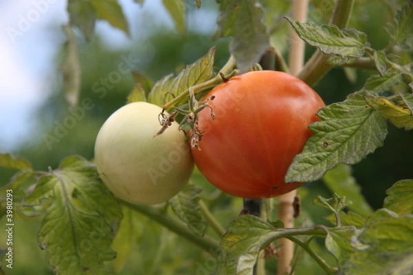 Obraz fresh tomatoes