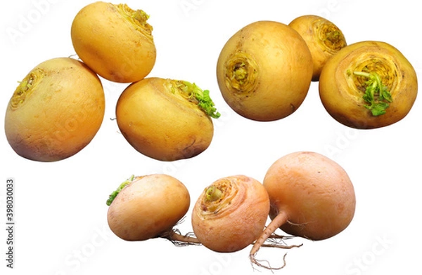 Obraz Turnip isolated