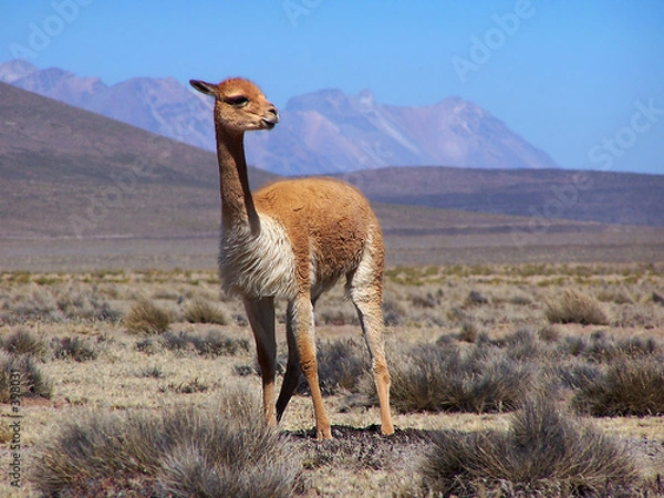 Obraz vicugna. peru