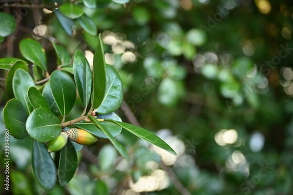 Obraz 若いどんぐり