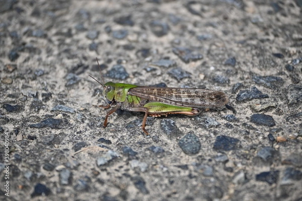 Obraz トノサマバッタ