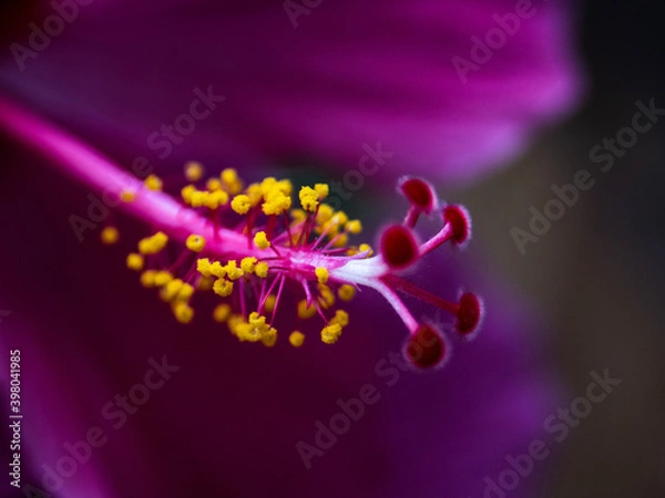 Obraz Purple & Yellow