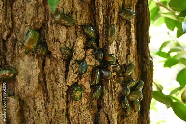Obraz カナブンとハナムグリ