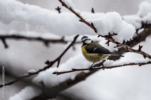 Obraz Cyanistes caeruleus 1