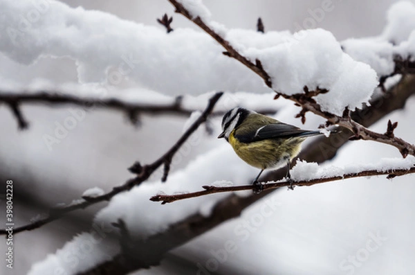 Obraz Cyanistes caeruleus 2