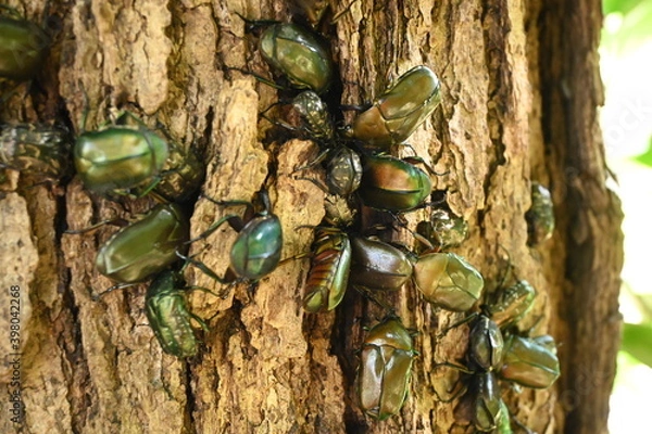 Obraz カナブンとハナムグリ