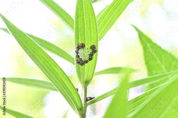 Obraz カメムシとその卵