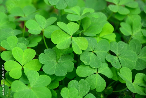Obraz clover leaves