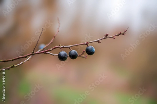 Fototapeta a fresh tasty berry fruit at a bush in autumn